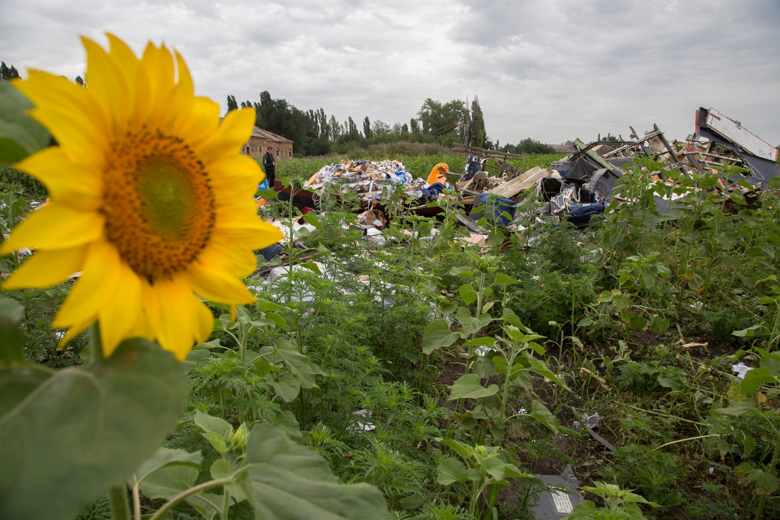 MH17 sunflower